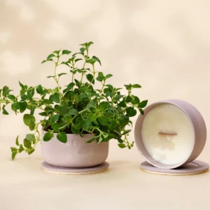 Vela de Cerâmica Florescente – Pera Inglesa e Frésia – 440g