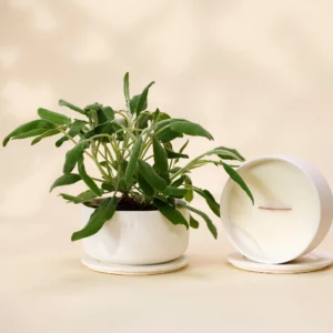 Vela de Cerâmica Florescente – Sal Marinho e Sálvia – 440g