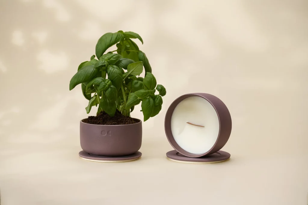 Lime basilikum og citrusfrugter