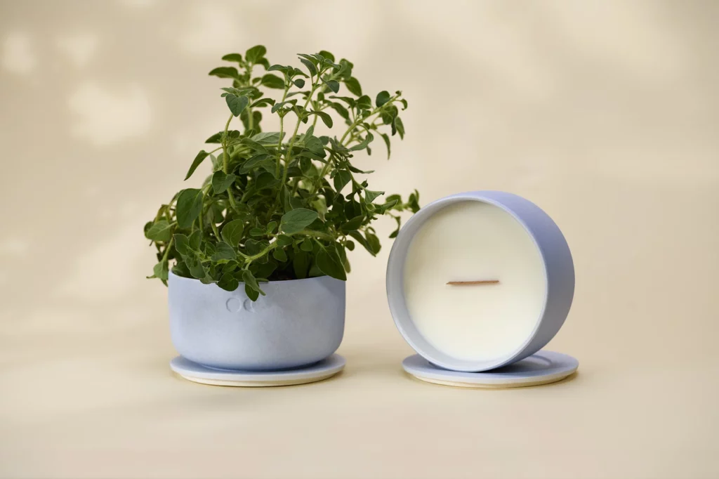 Citrongræs bergamot