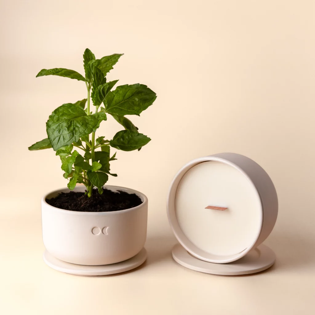 BLÜHENDE KERAMIKKERZE - EUKALYPTUS - 440G